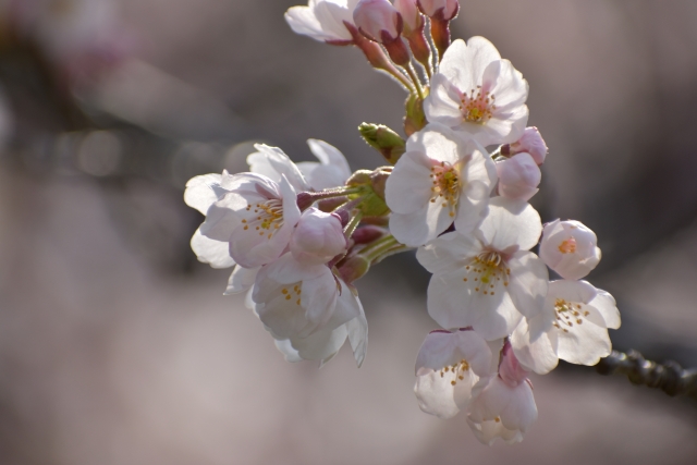 Sakura