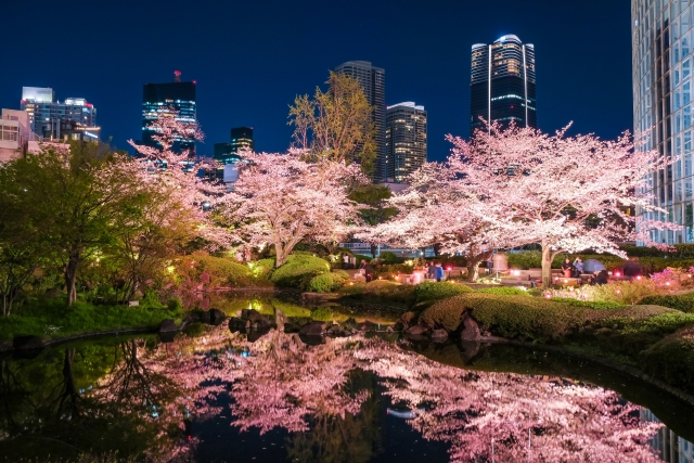 sakura