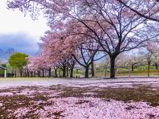 sakurachiru