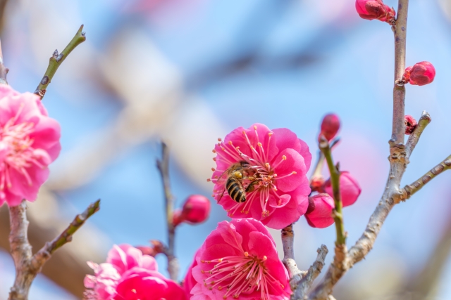 abeja