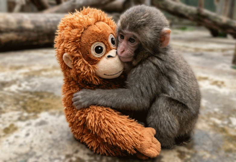 peluche