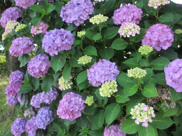 azalea