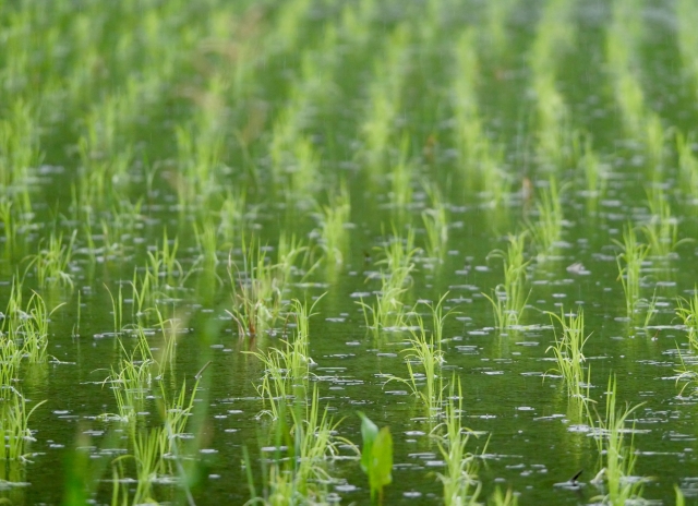 campoarroz